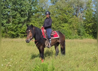 Autres races, Jument, 3 Ans, 152 cm, Bai