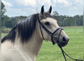 Autres races Croisé, Jument, 3 Ans, 153 cm, Isabelle