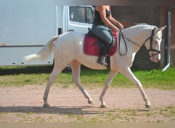 Autres races, Jument, 3 Ans, 154 cm, Cremello