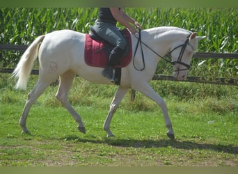 Autres races, Jument, 3 Ans, 154 cm, Cremello