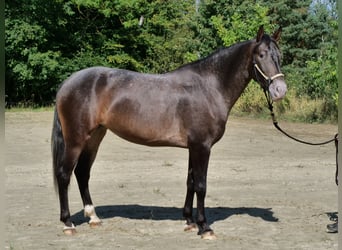 Autres races Croisé, Jument, 3 Ans, 155 cm, Bai