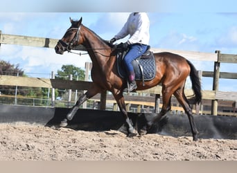 Autres races, Jument, 3 Ans, 155 cm, Bai