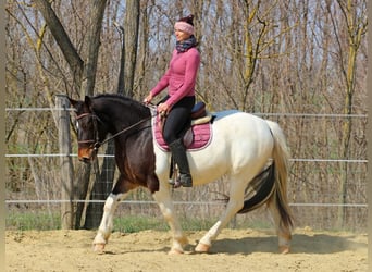 Autres races, Jument, 3 Ans, 155 cm, Pinto
