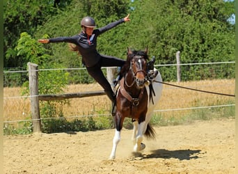 Autres races, Jument, 3 Ans, 155 cm, Pinto
