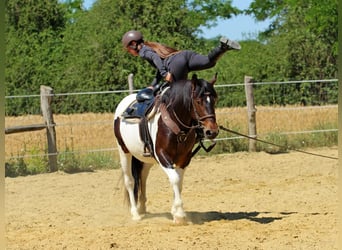 Autres races, Jument, 3 Ans, 155 cm, Pinto