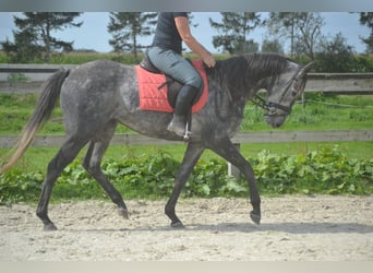 Autres races, Jument, 3 Ans, 157 cm, Gris