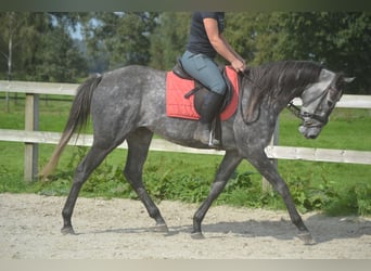 Autres races, Jument, 3 Ans, 157 cm, Gris