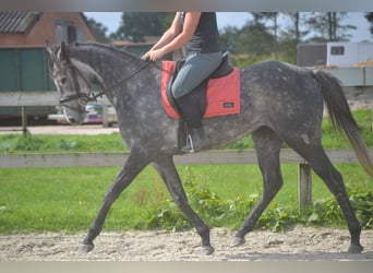 Autres races, Jument, 3 Ans, 157 cm, Gris