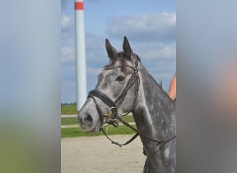 Autres races, Jument, 3 Ans, 157 cm, Gris