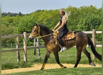 Autres races, Jument, 3 Ans, 158 cm, Bai