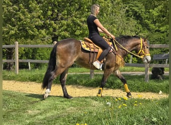 Autres races, Jument, 3 Ans, 158 cm, Bai