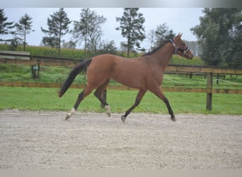 Autres races, Jument, 3 Ans, 160 cm, Bai