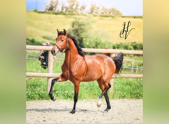 Autres races, Jument, 3 Ans, 160 cm, Bai