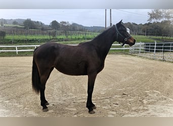 Autres races, Jument, 3 Ans, 160 cm, Bai