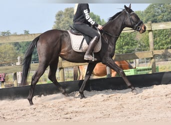 Autres races, Jument, 3 Ans, 162 cm, Bai brun