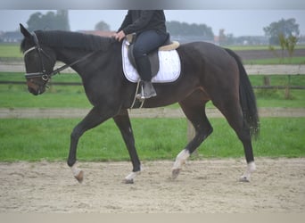 Autres races, Jument, 3 Ans, 163 cm, Noir