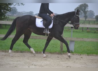 Autres races, Jument, 3 Ans, 163 cm, Noir