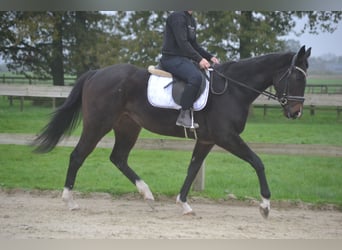 Autres races, Jument, 3 Ans, 163 cm, Noir