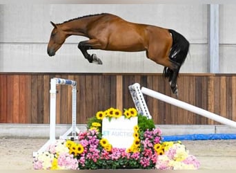 Autres races, Jument, 3 Ans, 165 cm