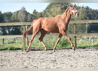 Autres races, Jument, 3 Ans, 168 cm, Alezan