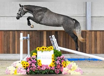 Autres races, Jument, 3 Ans, 168 cm