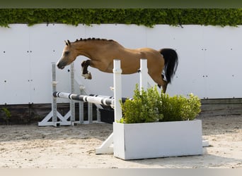 Autres races, Jument, 4 Ans, 115 cm, Isabelle