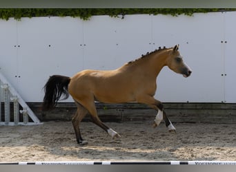 Autres races, Jument, 4 Ans, 115 cm, Isabelle