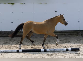 Autres races, Jument, 4 Ans, 115 cm, Isabelle