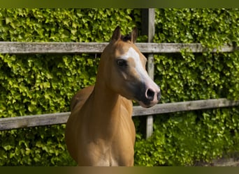 Autres races, Jument, 4 Ans, 115 cm, Isabelle