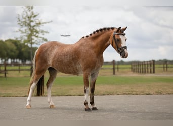 Autres races, Jument, 4 Ans, 116 cm