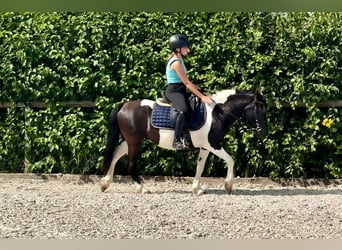 Autres races, Jument, 4 Ans, 125 cm, Pinto