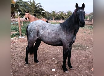 Autres races, Jument, 4 Ans, 138 cm, Rouan Bleu