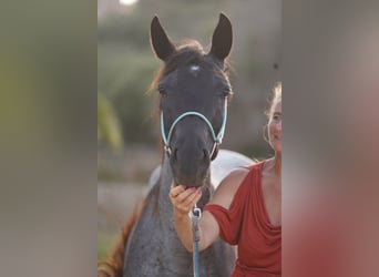 Autres races, Jument, 4 Ans, 138 cm, Rouan Bleu