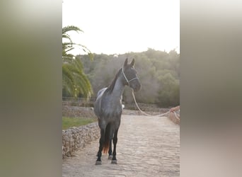 Autres races, Jument, 4 Ans, 138 cm, Rouan Bleu