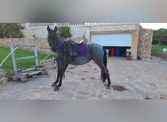 Autres races, Jument, 4 Ans, 138 cm, Rouan Bleu