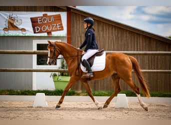 Autres races, Jument, 4 Ans, 143 cm, Alezan
