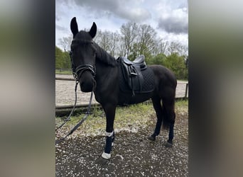 Autres races, Jument, 4 Ans, 147 cm, Noir