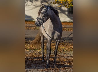 Autres races, Jument, 4 Ans, 148 cm, Gris