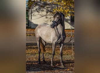 Autres races, Jument, 4 Ans, 148 cm, Gris