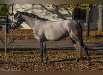 Autres races, Jument, 4 Ans, 148 cm, Gris