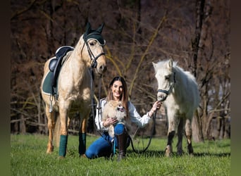 Autres races, Jument, 4 Ans, 148 cm, Palomino