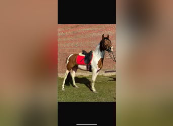 Autres races Croisé, Jument, 4 Ans, 148 cm, Pinto