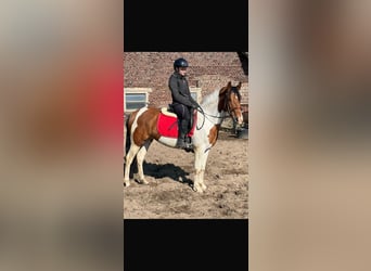 Autres races Croisé, Jument, 4 Ans, 148 cm, Pinto