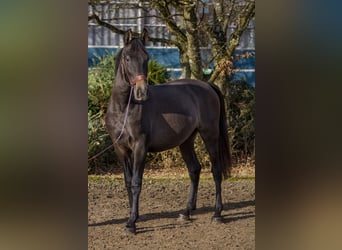 Autres races, Jument, 4 Ans, 149 cm, Peut devenir gris