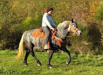 Autres races, Jument, 4 Ans, 150 cm, Rouan bleu