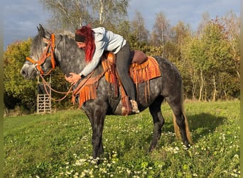 Autres races, Jument, 4 Ans, 150 cm, Rouan bleu