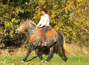 Autres races, Jument, 4 Ans, 150 cm, Rouan bleu