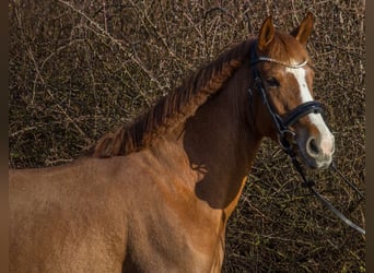 Autres races, Jument, 4 Ans, 151 cm, Alezan