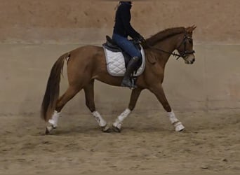 Autres races, Jument, 4 Ans, 151 cm, Alezan