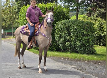 Autres races, Jument, 4 Ans, 152 cm, Gris (bai-dun)